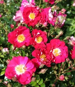 Bodendeckerrose 'Lipstick®' -Outdoor Living Verkauf 7978356 PR DE 002 RoseLipstickTantau