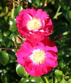 Bodendeckerrose 'Lipstick®' -Outdoor Living Verkauf 7978356 PR DE 003 RoseLipstickTantau