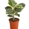 Gummibaum - Ficus Elastica 'Tineke' -Outdoor Living Verkauf 7988348 PR FS 001 FicuselasticaTinekeT17DehnerExpressHerzig