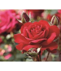 Edelrose 'Störtebeker®'