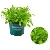 Bioland Rucola -Outdoor Living Verkauf 8002222 WE FS 001 BioRucola