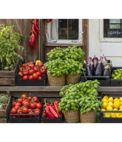 Tomate 'Previa' 8 Tomate 'Previa' -Outdoor Living Verkauf 8002578 WE MO 001 BellaItaliaTomatePaprikaBasilikum2021GC04