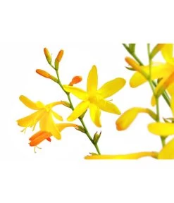 Montbretie, Verschiedene Farben -Outdoor Living Verkauf 8010431 PR DE 001 CrocosimaMontbretieGelbDehnerExpressHerzig