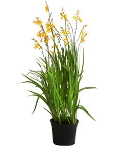 Montbretie, Verschiedene Farben -Outdoor Living Verkauf 8010431 WE FS 001 CrocosmiaMontbretieGelbT19