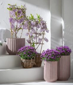 Schopf-Lavendel -Outdoor Living Verkauf 8017014 7544026 WE MO 001 WisteriaBlauLavendel