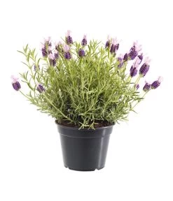 Schopf-Lavendel -Outdoor Living Verkauf 8017014 BildFS 001 SchopfLavendelLavandulaStoeT13