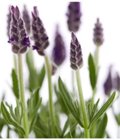 Schopf-Lavendel -Outdoor Living Verkauf 8017014 WE DE 001 LavendelSchopflavendelLavandulaStoechasT13DehnerExpressZS