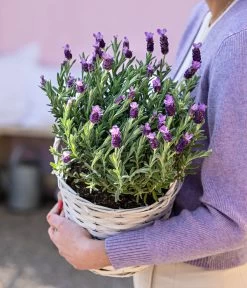 Schopf-Lavendel -Outdoor Living Verkauf 8017014 WE MO 001 LavendelKorb