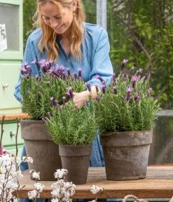 Schopf-Lavendel -Outdoor Living Verkauf 8017014 WE MO 001 SchopfLavendelStoechas