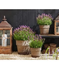 Schopf-Lavendel -Outdoor Living Verkauf 8017014 WE MO 001 Schopflavendel