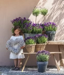 Schopf-Lavendel -Outdoor Living Verkauf 8017089 8017014 8017105 8017147 8072852 3679602 3679727 3679735 WE MO 001 SchopfLavendel