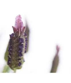 Schopf-Lavendel -Outdoor Living Verkauf 8017089 PR DE 001 LavendelStoechasLavandulaStoechasT18DehnerExpressHerzig