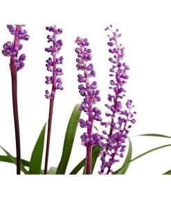 Glöckchentraube -Outdoor Living Verkauf 8018277 WE DE 001 LiriopeMuscariT17DehnerExpressHerzig