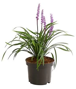 Glöckchentraube -Outdoor Living Verkauf 8018277 WE FS 001 LiriopeMuscariT17DehnerExpressHerzig