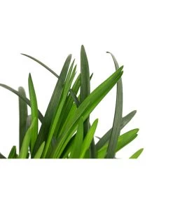 Glöckchentraube -Outdoor Living Verkauf 8018350 WE DE 001 GloeckchentraubeWeissT17