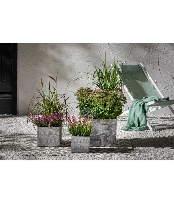 Fetthenne - Mauerpfeffer 'Autumn Joy' 5 Fetthenne - Mauerpfeffer 'Autumn Joy' – Bild 3