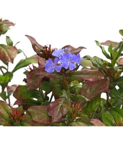 Bleiwurz -Outdoor Living Verkauf 8031635 PR DE 001 CeratostigmaHerbstzauberBleiwurzT13DehnerExpressHerzig