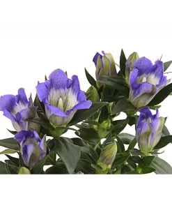 Herbstenzian -Outdoor Living Verkauf 8034910 PR DE 001 GentianaEnzianBlauT10RetDehnerExpressHerzig