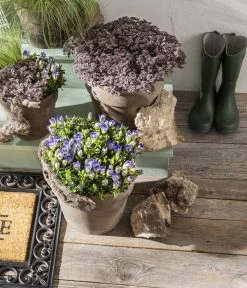 Herbstenzian -Outdoor Living Verkauf 8034910 PR MO 001 GentianaEnzian2021GC15