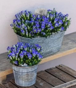 Herbstenzian -Outdoor Living Verkauf 8034910 WE MO 001 Herbstenzian