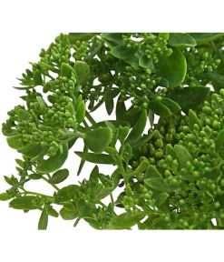 Fetthenne - Mauerpfeffer 'Autumn Joy' 11 Fetthenne - Mauerpfeffer 'Autumn Joy' -Outdoor Living Verkauf 8036725 PR DE 001 SedumAutumnJoyHerbstzauberFetthenneT13DehnerExpressHerzig