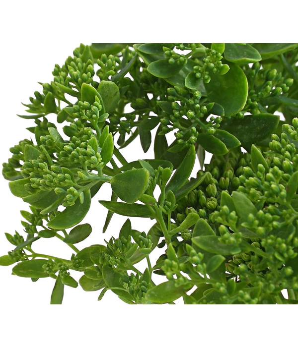 Fetthenne - Mauerpfeffer 'Autumn Joy' 7 Fetthenne - Mauerpfeffer 'Autumn Joy' – Bild 5