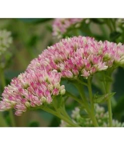 Fetthenne - Mauerpfeffer 'Autumn Joy' 10 Fetthenne - Mauerpfeffer 'Autumn Joy' -Outdoor Living Verkauf 8036725 PR DE 001 SedumAutumnJoyPixabay