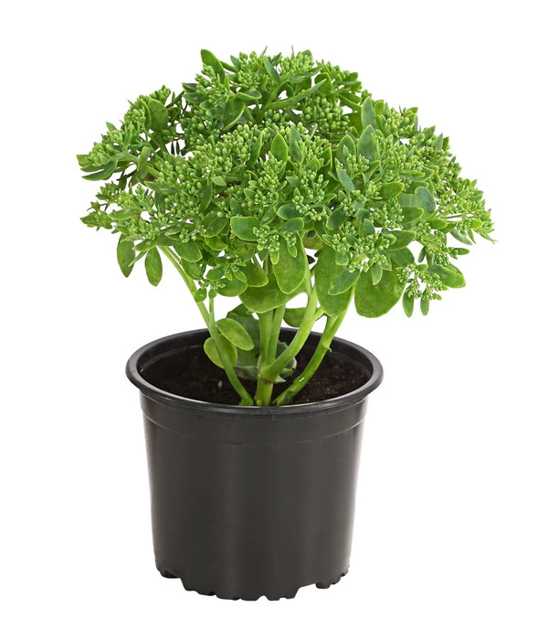 Fetthenne - Mauerpfeffer 'Autumn Joy' 4 Fetthenne - Mauerpfeffer 'Autumn Joy' – Bild 2