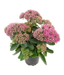 Fetthenne - Mauerpfeffer 'Autumn Joy'