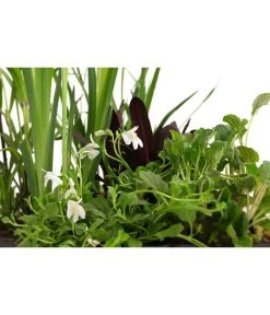 Wasserpflanzen-Set Biene, Verschiedene Sorten, 6er-Schale 6 Wasserpflanzen-Set Biene, Verschiedene Sorten, 6er-Schale -Outdoor Living Verkauf 8048233 WE DE 001 WasserpflanzenInsektenparadiesBiene6er