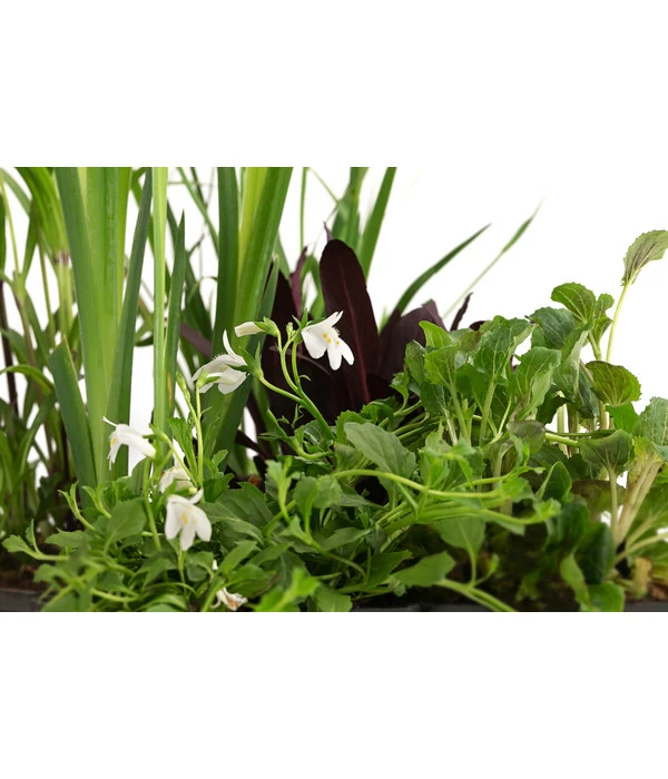 Wasserpflanzen-Set Biene, Verschiedene Sorten, 6er-Schale 4 Wasserpflanzen-Set Biene, Verschiedene Sorten, 6er-Schale – Bild 2