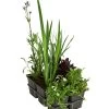 Wasserpflanzen-Set Biene, Verschiedene Sorten, 6er-Schale -Outdoor Living Verkauf 8048233 WE FS 001 WasserpflanzenInsektenparadiesBiene6er