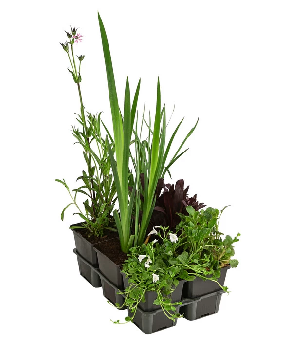 Wasserpflanzen-Set Biene, Verschiedene Sorten, 6er-Schale 3 Wasserpflanzen-Set Biene, Verschiedene Sorten, 6er-Schale