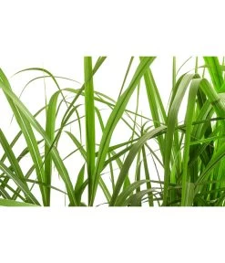 Riesen-Chinaschilf In Pflanztasche, Ca. B100 Cm -Outdoor Living Verkauf 8050239 WE DE 001 BigBagSichtschutzGraeserChinaschilfGingantheus 1