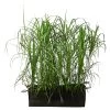 Chinaschilf 'Malepartus' In Pflanztasche, Ca. B100 Cm -Outdoor Living Verkauf 8050296 WE FS 001 BigBagSichtschutzGraeserMiscanthusGingantheus