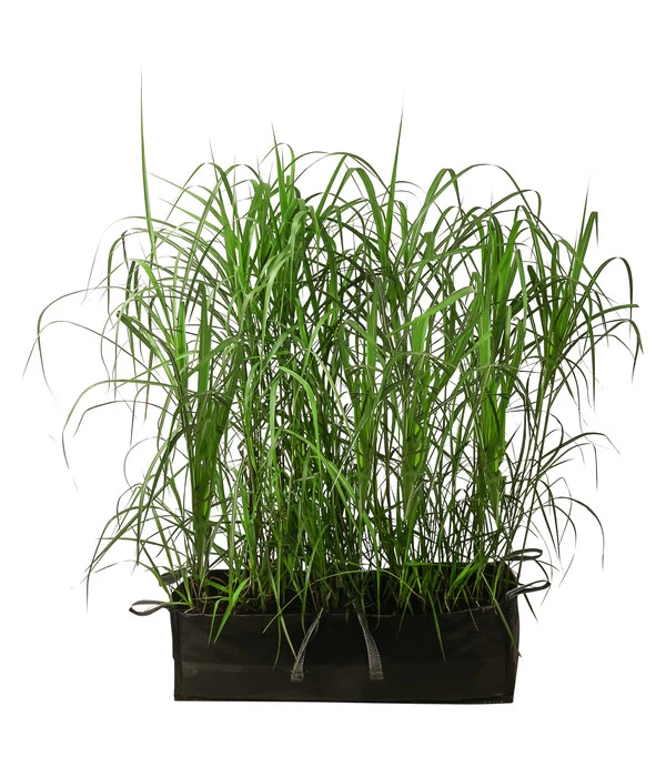 Chinaschilf 'Malepartus' In Pflanztasche, Ca. B100 Cm 3 Chinaschilf 'Malepartus' In Pflanztasche, Ca. B100 Cm