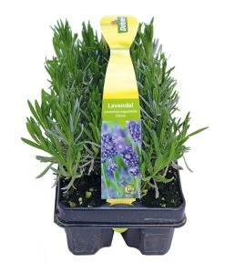 Duftlavendel, 6er-Schale -Outdoor Living Verkauf 8072605 PR FS 001 Lavandula6erPackAllgreen