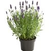 Lavendel -Outdoor Living Verkauf 8092108 PR FS 001 LavandulaAngustifoliaLavendelT13DehnerExpressHerzig
