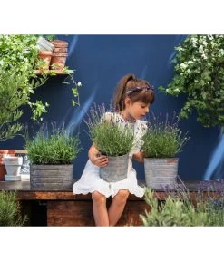 Duftlavendel, 6er-Schale -Outdoor Living Verkauf 8092108 WE MO 03 LavendelT13 GC14 2020 02