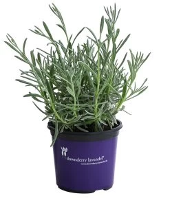 Lavendel 'Silver Sands' 7 Lavendel 'Silver Sands' -Outdoor Living Verkauf 8092769 WE FS 001 LavendelSilverSands