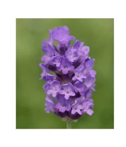 Lavendel 'No. 9' -Outdoor Living Verkauf 8094070 PR DE 001 DownderryNo9Helix