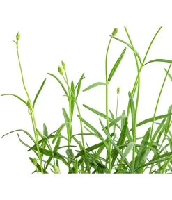 Lavendel 'No. 9' -Outdoor Living Verkauf 8094070 WE DE 001 LavandulaAngustifoliaNO9LavendelT13