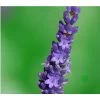 Lavendel 'Olympia' -Outdoor Living Verkauf 8094096 PR DE 001 DownderryOlympiaHelix