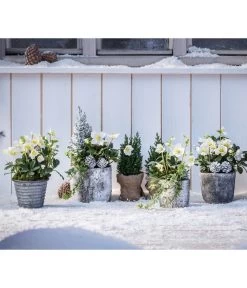Christrose 'HGC® Jesko' -Outdoor Living Verkauf 8095242 WE MO 001 HelleborusNigerChristroseChristmasT9