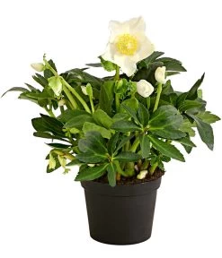 Christrose 'HGC® Jesko' -Outdoor Living Verkauf 8095507 WE FS 001 ChristroseHelleborusJeskoT13