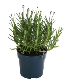 Lavendel 'Royal Blue' -Outdoor Living Verkauf 8097545 WE FS 001 LavendelRoyalBlue1L