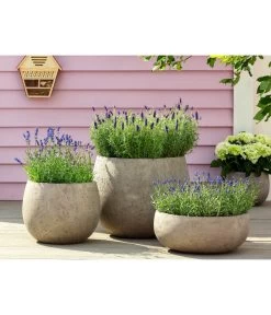 Lavendel 'Royal Blue' -Outdoor Living Verkauf 8097545 WE MO 001 LavendelRoyalBlue