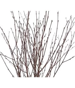 Birkenzweige-Bund, Ca. 70 Cm 9 Birkenzweige-Bund, Ca. 70 Cm -Outdoor Living Verkauf 8148819 PR DE 001 BirkenzweigeNaturKurzBundDehnerExpressHerzig 2