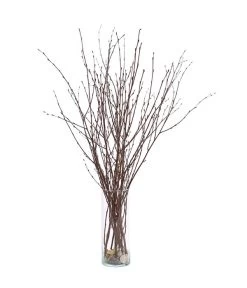 Birkenzweige-Bund, Ca. 70 Cm 8 Birkenzweige-Bund, Ca. 70 Cm -Outdoor Living Verkauf 8148819 PR FS 002 BirkenzweigeNaturKurzBundDehnerExpressHerzig