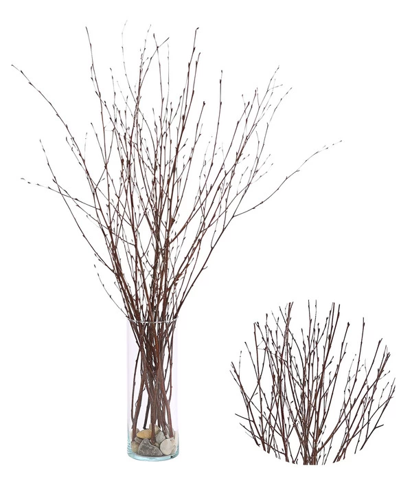 Birkenzweige-Bund, Ca. 70 Cm 3 Birkenzweige-Bund, Ca. 70 Cm